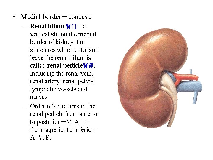  • Medial border－concave – Renal hilum 肾门－a vertical slit on the medial border