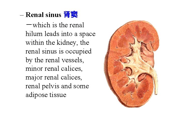 – Renal sinus 肾窦 －which is the renal hilum leads into a space within