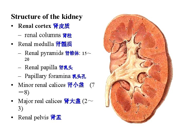 Structure of the kidney • Renal cortex 肾皮质 – renal columns 肾柱 • Renal