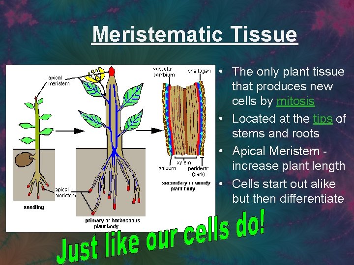 Meristematic Tissue • The only plant tissue that produces new cells by mitosis •