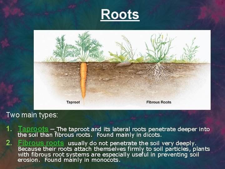 Roots Two main types: 1. Taproots – The taproot and its lateral roots penetrate