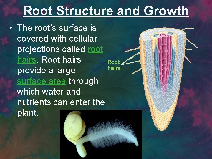 Root Structure and Growth • The root’s surface is covered with cellular projections called