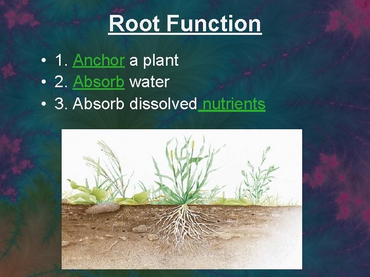 Root Function • 1. Anchor a plant • 2. Absorb water • 3. Absorb