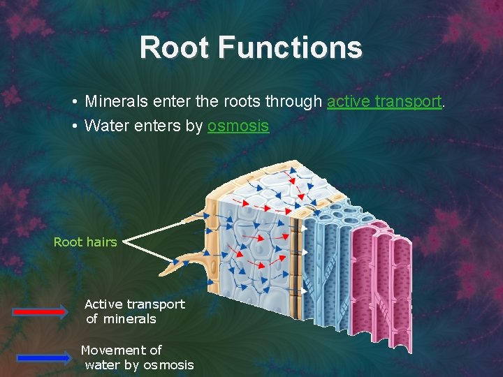 Root Functions • Minerals enter the roots through active transport. • Water enters by