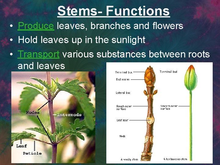 Stems- Functions • Produce leaves, branches and flowers • Hold leaves up in the