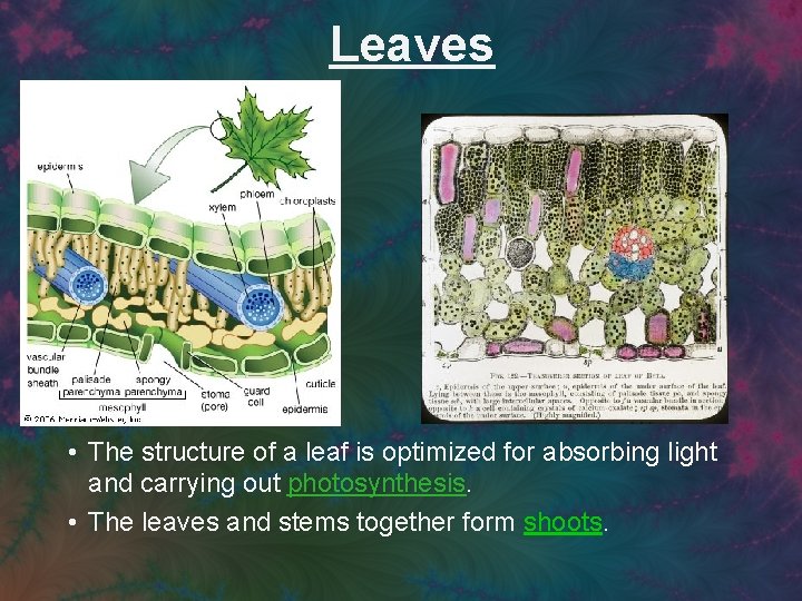 Leaves • The structure of a leaf is optimized for absorbing light and carrying