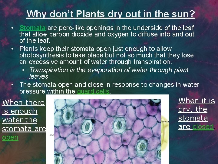 Why don’t Plants dry out in the sun? • Stomata are pore-like openings in