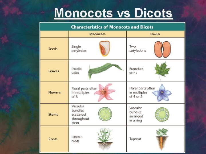 Monocots vs Dicots 