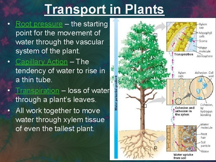 Transport in Plants • Root pressure – the starting point for the movement of