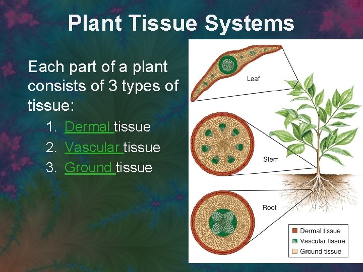 Plant Tissue Systems Each part of a plant consists of 3 types of tissue: