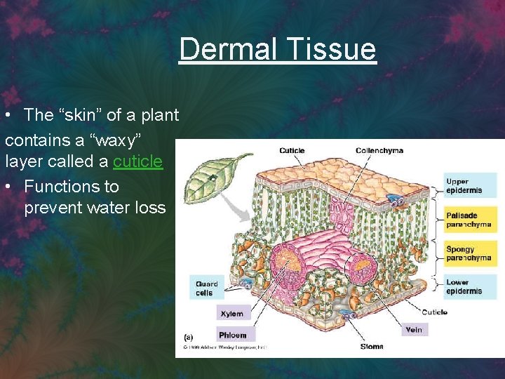 Dermal Tissue • The “skin” of a plant contains a “waxy” layer called a