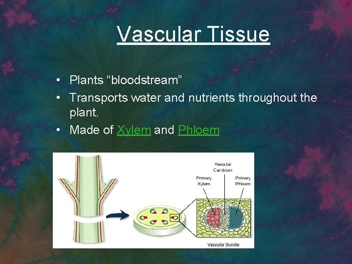 Vascular Tissue • Plants “bloodstream” • Transports water and nutrients throughout the plant. •