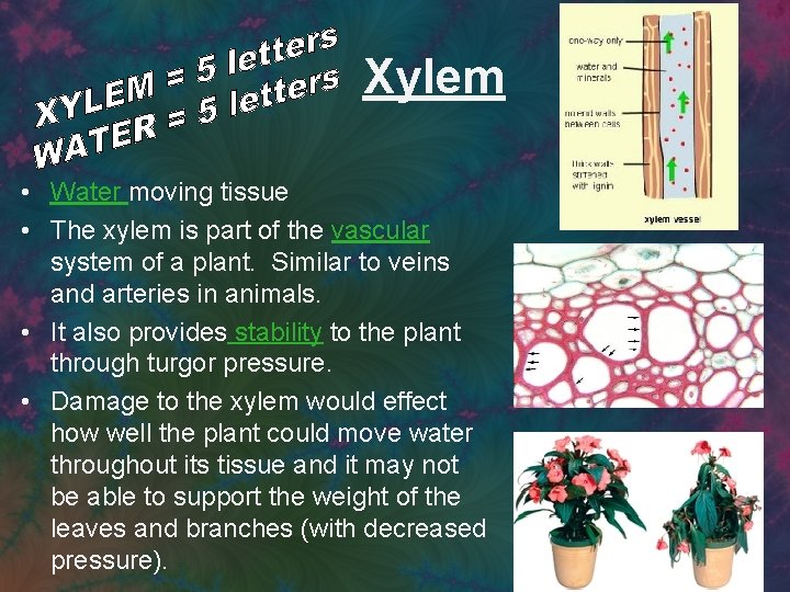 Xylem • Water moving tissue • The xylem is part of the vascular system