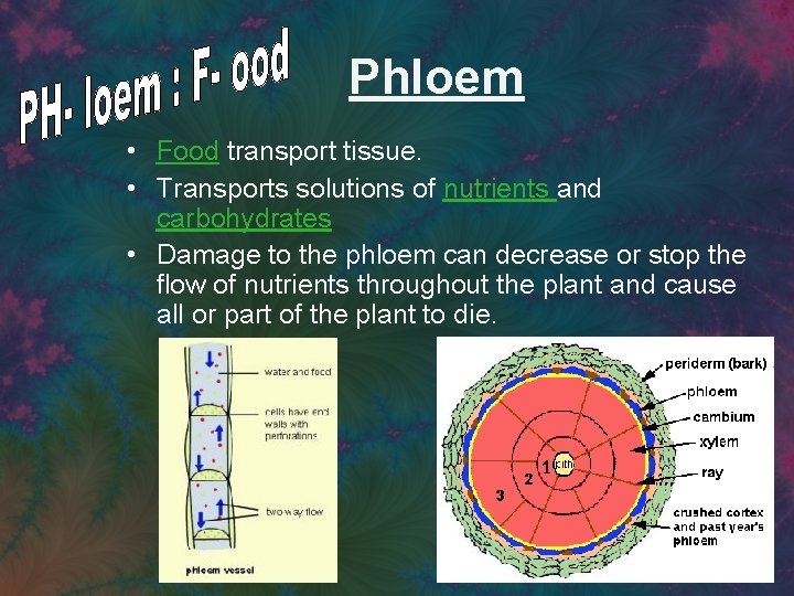 Phloem • Food transport tissue. • Transports solutions of nutrients and carbohydrates • Damage
