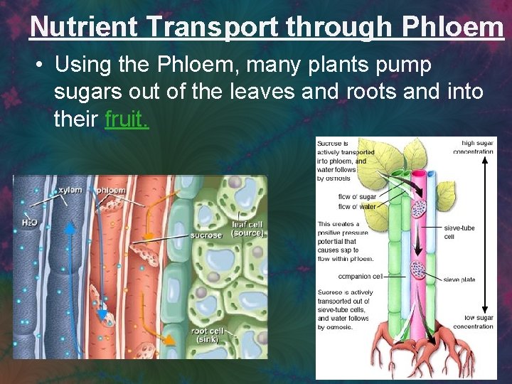 Nutrient Transport through Phloem • Using the Phloem, many plants pump sugars out of