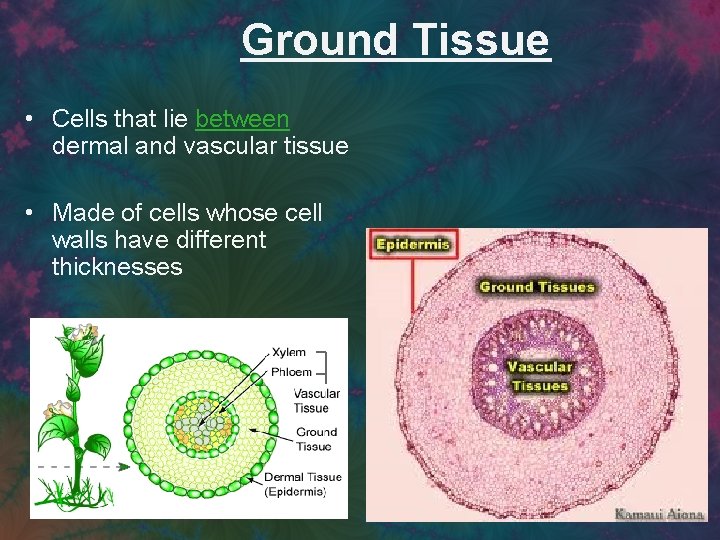 Ground Tissue • Cells that lie between dermal and vascular tissue • Made of
