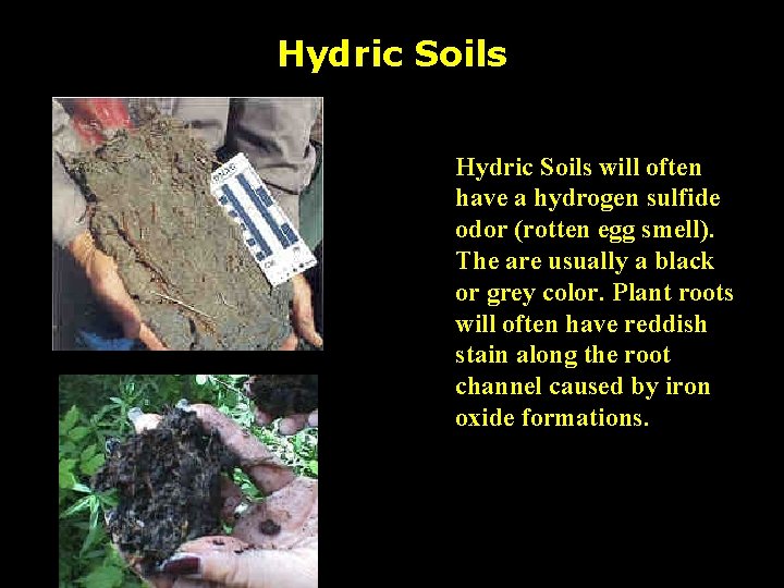 Hydric Soils will often have a hydrogen sulfide odor (rotten egg smell). The are