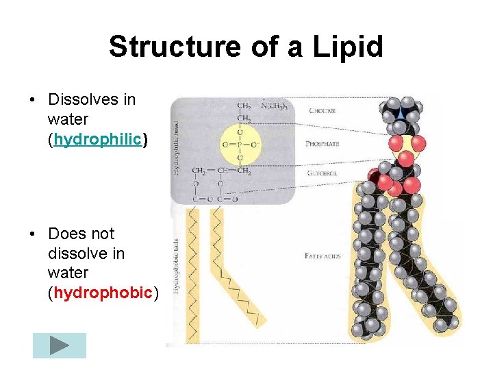 Structure of a Lipid • Dissolves in water (hydrophilic) • Does not dissolve in