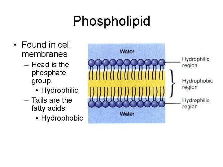 Phospholipid • Found in cell membranes – Head is the phosphate group. • Hydrophilic