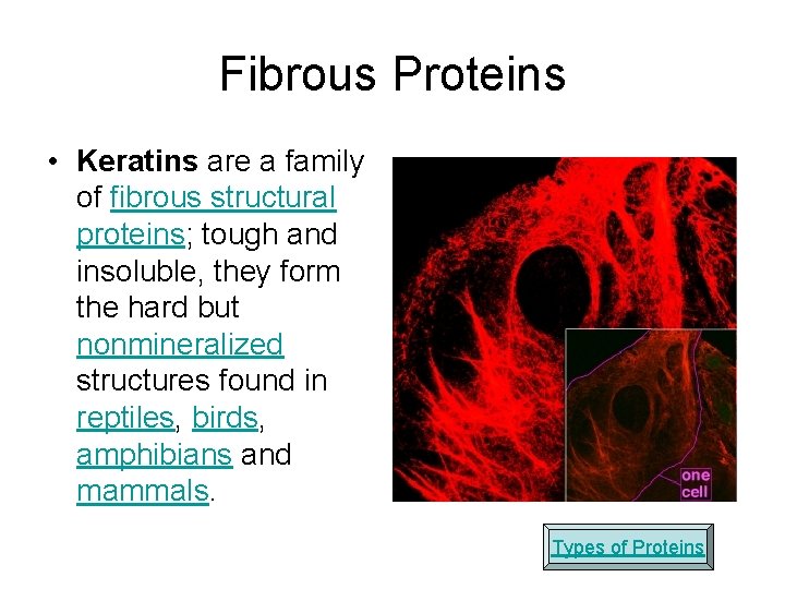 Fibrous Proteins • Keratins are a family of fibrous structural proteins; tough and insoluble,