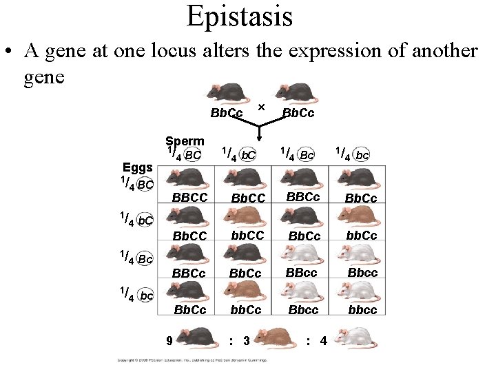 Epistasis • A gene at one locus alters the expression of another gene Bb.