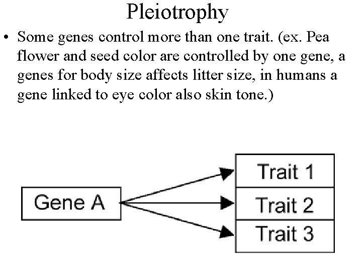 Pleiotrophy • Some genes control more than one trait. (ex. Pea flower and seed