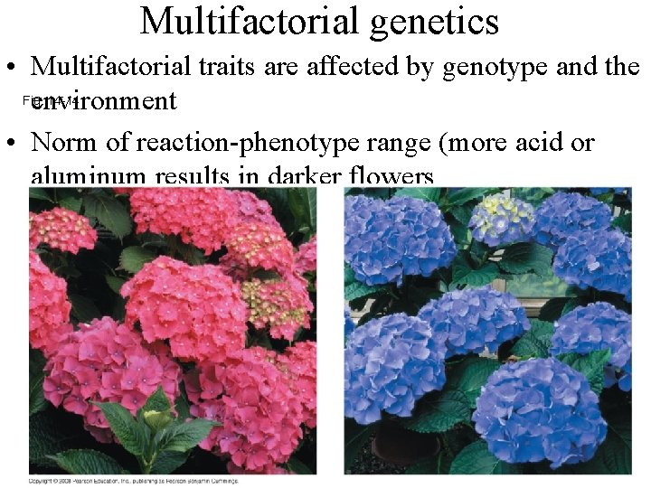 Multifactorial genetics • Multifactorial traits are affected by genotype and the Fig. 14 -14