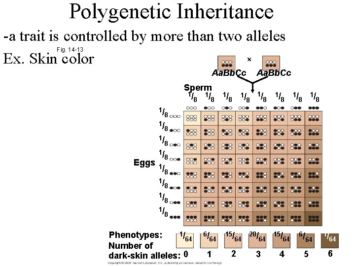 Polygenetic Inheritance -a trait is controlled by more than two alleles Ex. Skin color