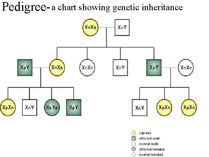 Pedigree- a chart showing genetic inheritance Pedigree- a chart showing genetic inheritance