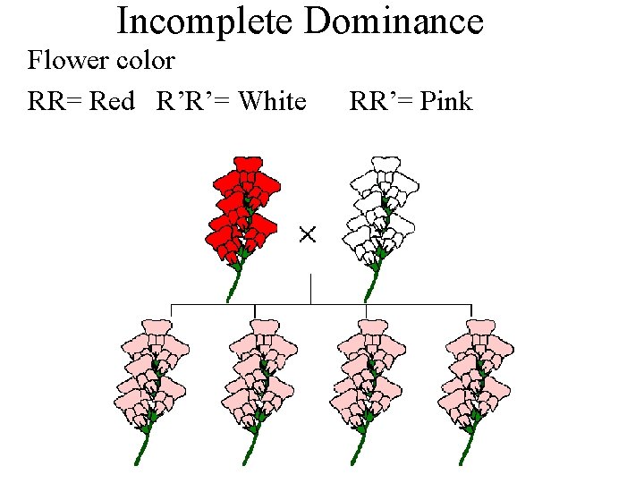 Incomplete Dominance Flower color RR= Red R’R’= White RR’= Pink 