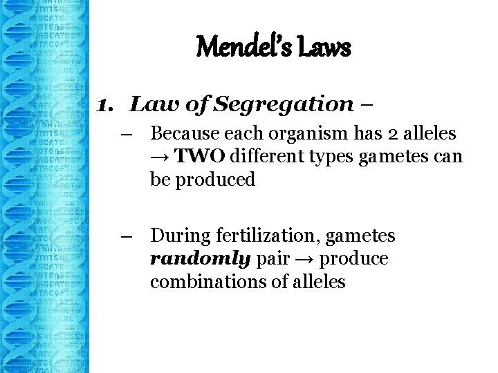 Mendel’s Laws 1. Law of Segregation – – Because each organism has 2 alleles
