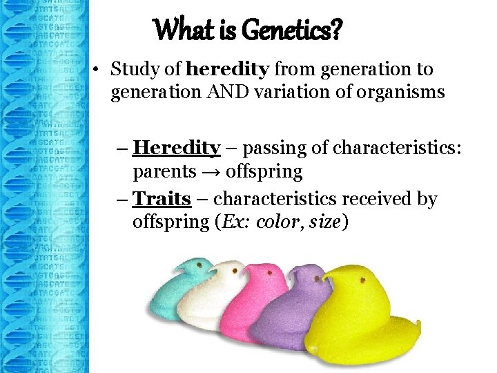 What is Genetics? • Study of heredity from generation to generation AND variation of