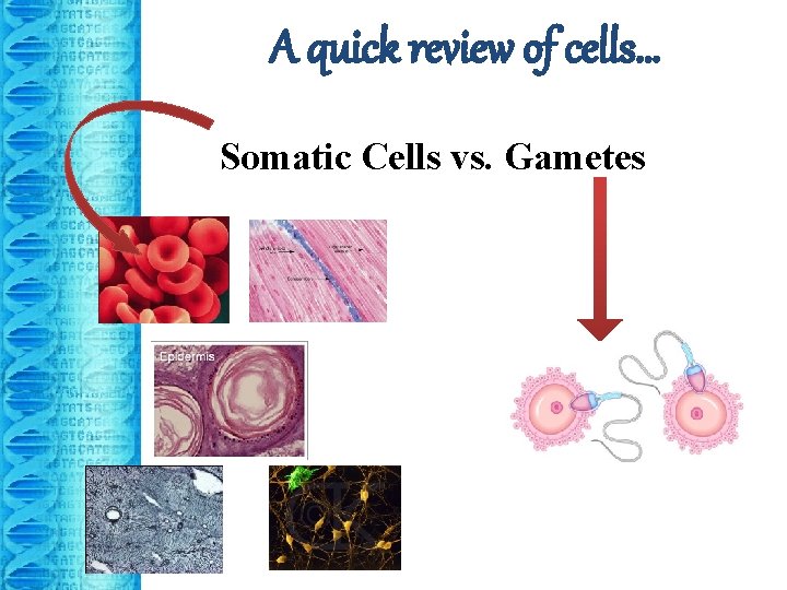 A quick review of cells… Somatic Cells vs. Gametes 