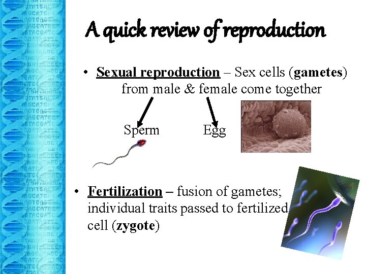 A quick review of reproduction • Sexual reproduction – Sex cells (gametes) from male