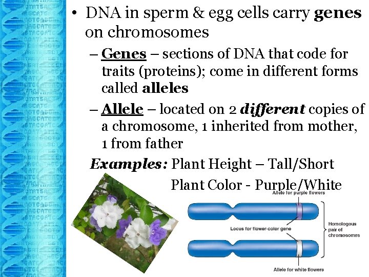  • DNA in sperm & egg cells carry genes on chromosomes – Genes