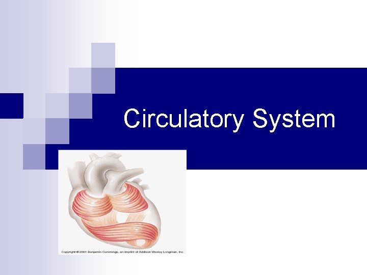 Circulatory System 
