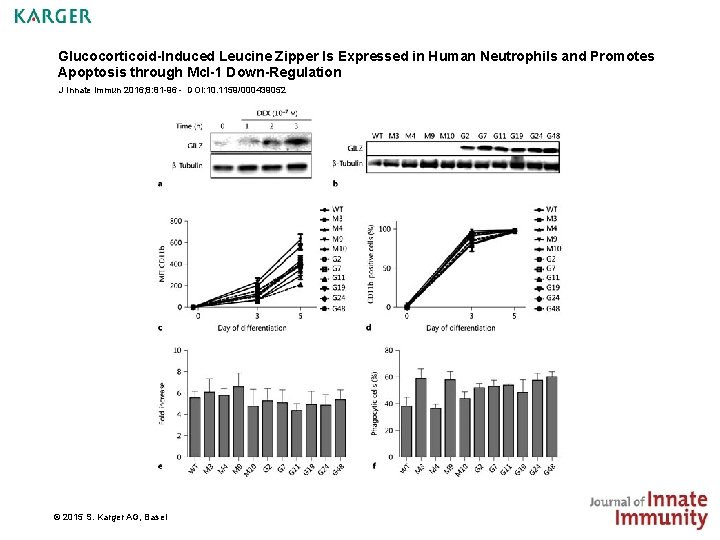 Glucocorticoid-Induced Leucine Zipper Is Expressed in Human Neutrophils and Promotes Apoptosis through Mcl-1 Down-Regulation