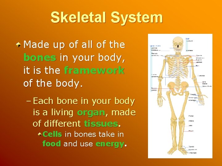 Skeletal System Made up of all of the bones in your body, it is