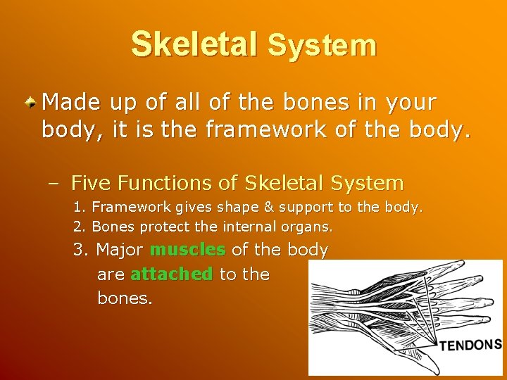 Skeletal System Made up of all of the bones in your body, it is