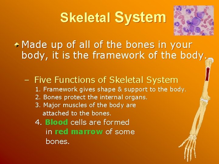 Skeletal System Made up of all of the bones in your body, it is