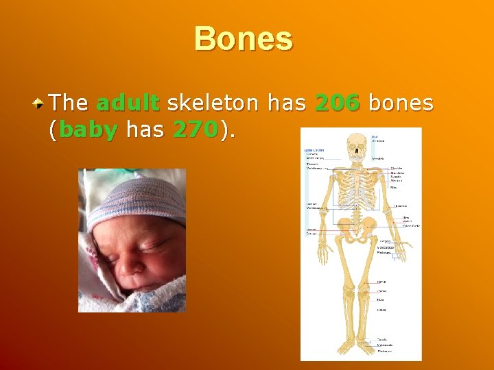 Bones The adult skeleton has 206 bones (baby has 270). 