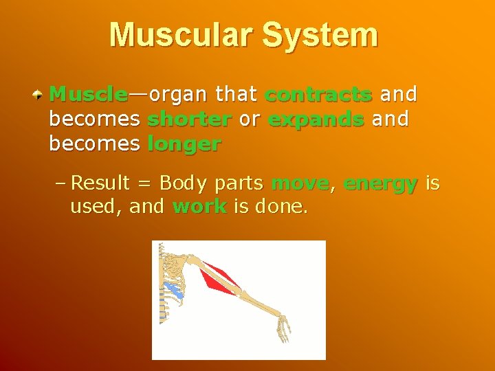 Muscular System Muscle—organ that contracts and becomes shorter or expands and becomes longer –