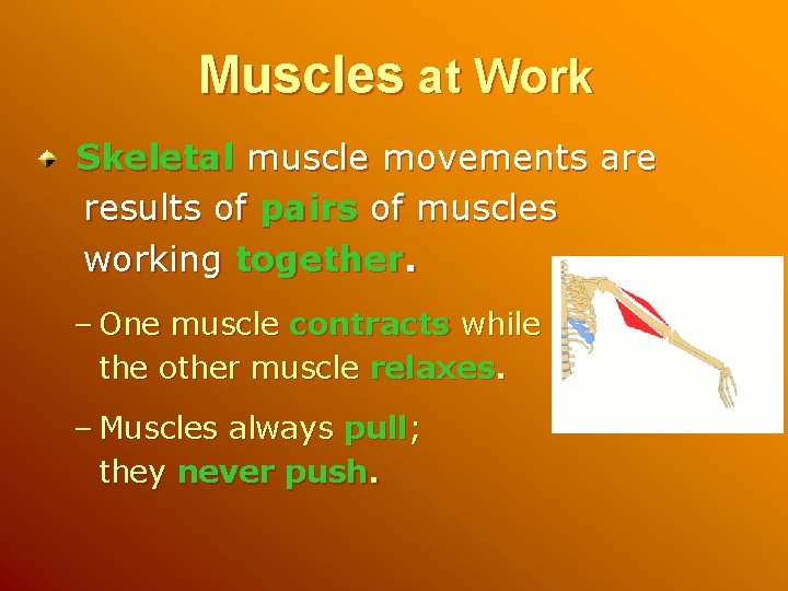 Muscles at Work Skeletal muscle movements are results of pairs of muscles working together.