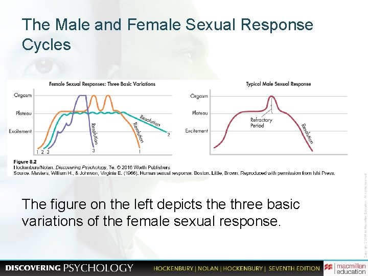 The Male and Female Sexual Response Cycles The figure on the left depicts the