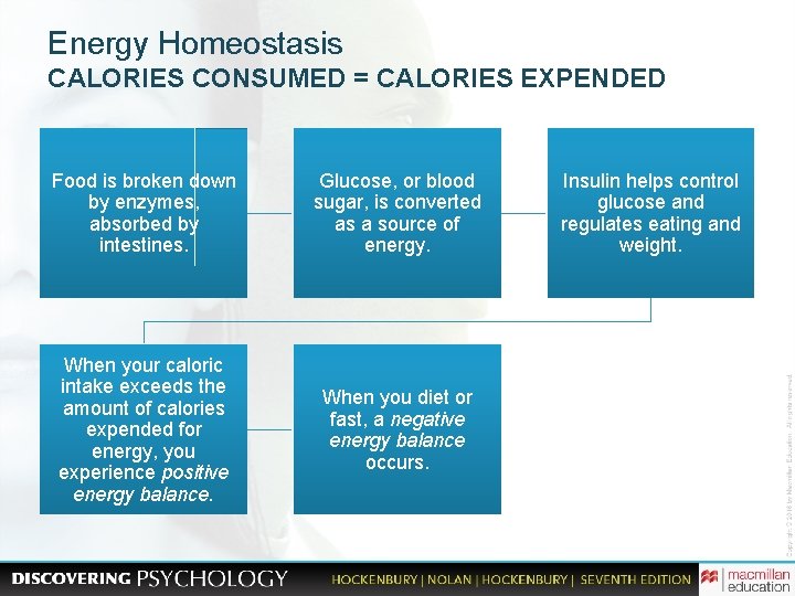 Energy Homeostasis CALORIES CONSUMED = CALORIES EXPENDED Food is broken down by enzymes, absorbed