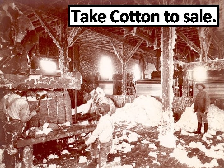 Take Cotton to sale. 