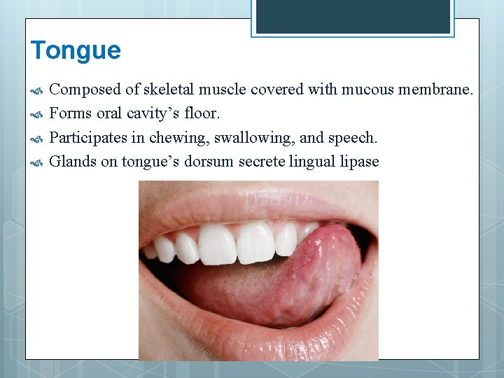 Tongue Composed of skeletal muscle covered with mucous membrane. Forms oral cavity’s floor. Participates