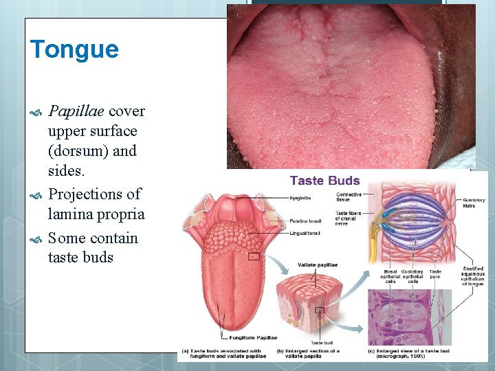 Tongue Papillae cover upper surface (dorsum) and sides. Projections of lamina propria Some contain
