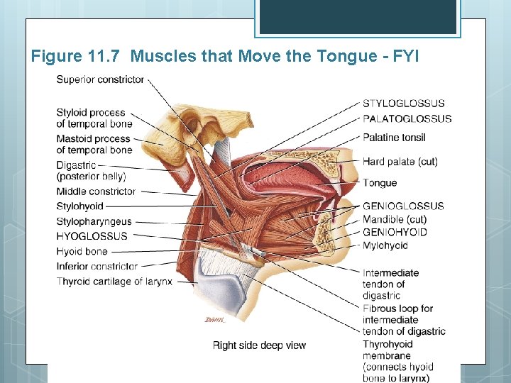 Figure 11. 7 Muscles that Move the Tongue - FYI 