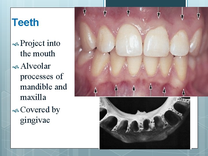 Teeth Project into the mouth Alveolar processes of mandible and maxilla Covered by gingivae